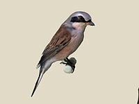 Shrike, Red-backed ♂ Lanius collurio