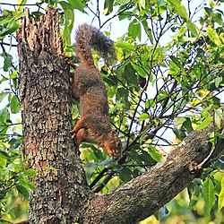 Red-legged sun squirrel (Heliosciurus rufobrachium) 2.jpg