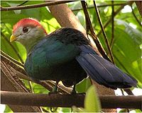 Red crested turaco.jpg