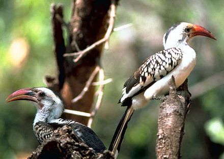 Птица ток. Tockus erythrorhynchus. Red billed Hornbill. Северный красноклювый носорог-Tockus erythrorhynchus. Токи птица.