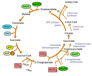 Reductive TCA Cycle Diagram Reductive TCA cycle.png