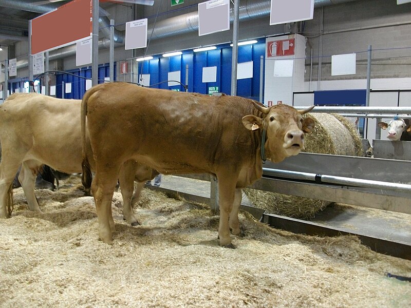 File:Reggiana cattle - CO2v01-22939955.jpg