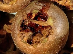 Mespilus germanica Reife Mispelfrucht