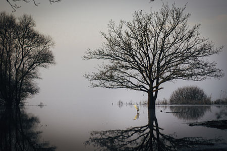 "Par un premier matin très froid, cet oiseau évoque la sérénité, majestueuse sur le lac du Lieu grand" par LaFauteàRélie