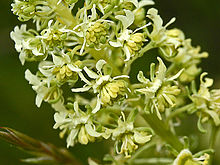 Resedaceae - Reseda phyteuma-001.jpg