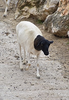 Сомалийская овца