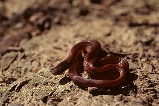 <i>Rhadinaea</i> Genus of snakes