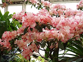 RhododendronSimsiiFlowers2.jpg