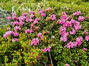 Descrizione dell'immagine Rhododendron myrtifolium Chornohora Turkul.JPG.