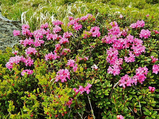Description de l'image Rhododendron myrtifolium Chornohora Turkul.JPG.