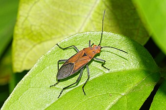 Leptocoris