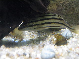 Sharpbeak terapon Species of fish