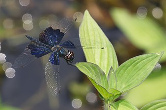 Lesser Blue-Wing Rhyothemis triangularis