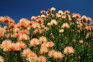 Leucospermum Tottum