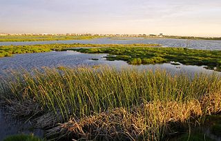 <span class="mw-page-title-main">Rietvlei Wetland Reserve</span> Nature reserve in Table View, Western Cape, South Africa.