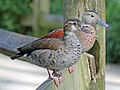 Sylvan Heights Waterfowl Park