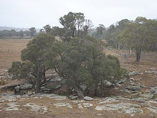 <span class="mw-page-title-main">Southern Highlands Shale Forest and Woodland</span> Ecological community in New South Wales