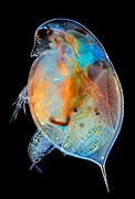 Daphnia giving birth