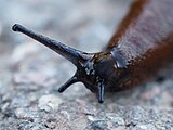 Rote Wegschnecke / Red slug (Arion rufus)