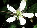 Rubus flagellaris NRCS-1.jpg
