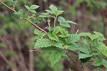 Rubus sachalinensis 73161162.jpg