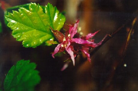 Rubus nivalis