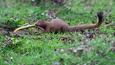 Ruddy mongoose kills rat snake