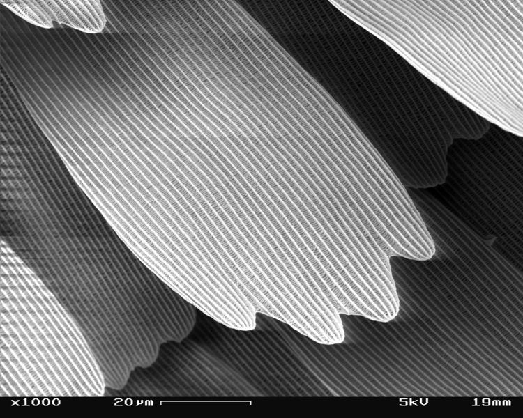 File:SEM image of a Peacock wing, slant view 3.JPG