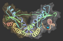 STING (protein) makalesinin açıklayıcı görüntüsü