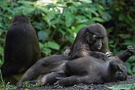 🥉 Moor macaque at Bantimurung-Bulusaraung National Park. Description. Photograph: Alampapoto