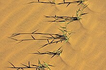 sparse grass plants growing in loose sand