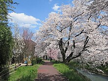 Sakura 2020 along the Yoshinose in Fukui-ken (49745978636).jpg