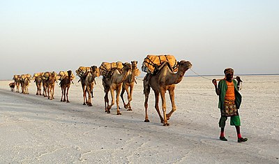 Salt transport by a camel train on Lake Assale (Karum) in Ethiopia.jpg