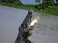 Saltwater Crocodile (Crocodylus porosus) (8851846180).jpg