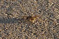 * Nomination Sand crab (Ocypode brevicornis) at University Beach, Pondicherry --Satdeep Gill 01:27, 27 February 2018 (UTC)  Comment Why such a low resolution? --Cvmontuy 01:18, 6 March 2018 (UTC) * Decline The animal is unsharp, the focal plane is a bit too much in front. --Basotxerri 18:36, 9 March 2018 (UTC)