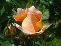 'Sangerhäuser Jubiläumsrose'