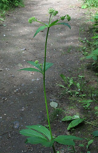 <i>Sanicula marilandica</i> Species of flowering plant