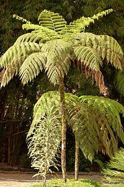 Cyathea microdonta