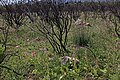 Satyrium erectum South Africa - Western Cape between Wolseley and Tulbagh