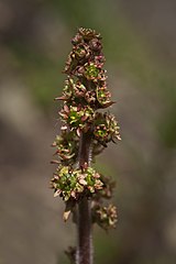 Saxifraga hieraciifolia