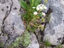 Saxifraga paniculata a2.jpg