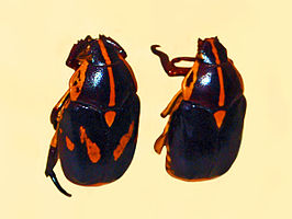 Rutela lineola