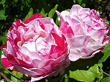 Scentimental Rose Variety (4426883610).jpg