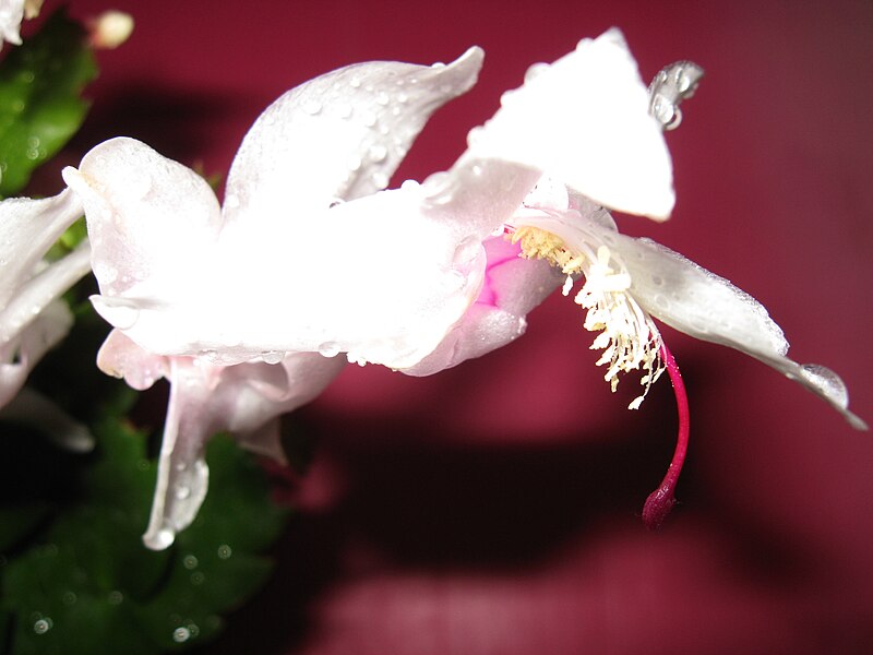 File:Schlumbergera.JPG