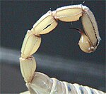 Skorpiona "aste" ir šaurs, segmentēts vēders ar indes dzeloni
