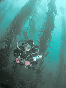 Scuba diver in kelp forest.jpg