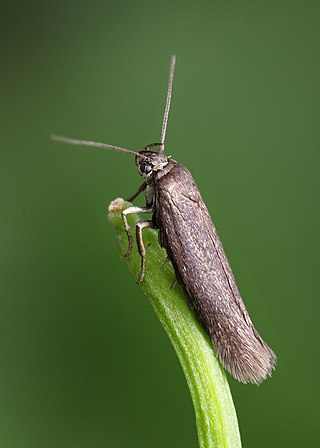 <i>Scythris picaepennis</i> Species of moth