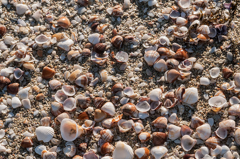 File:Seashell unknown 3.jpg