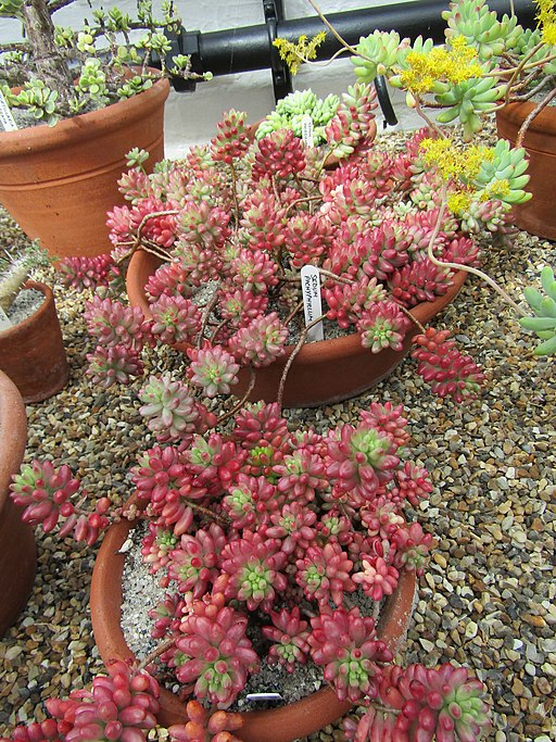 Sedum pachyphyllum (34074554171)