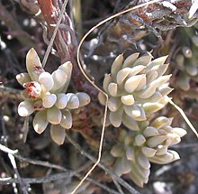 Sedum sediforme hojas.jpg